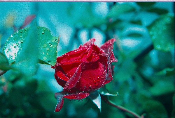 Dew drop Rose
