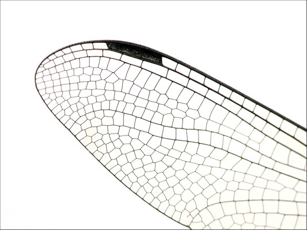 detail of a dragonfly-wing