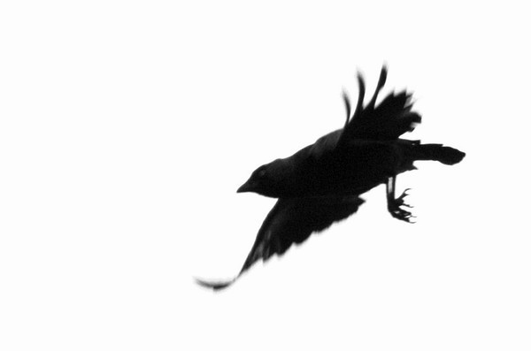 Silhouette of a hurrying bird