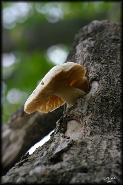 Tree Mushroom