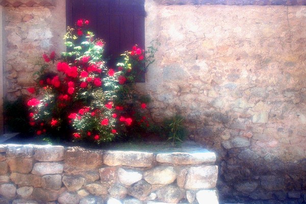 Fleurs de Provence (copyright 1999 Cella)