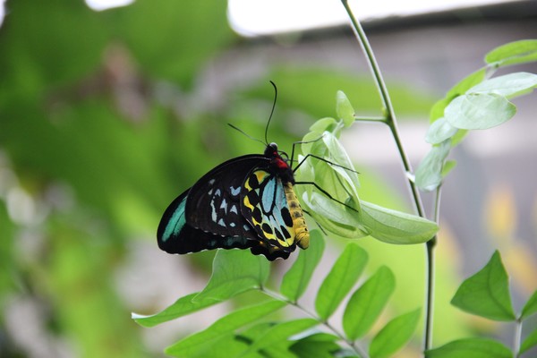 Female cairns birdwing