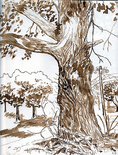 tree study 3