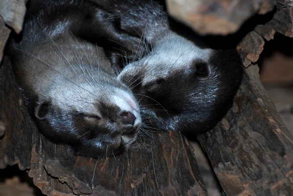 Snugglin Otters