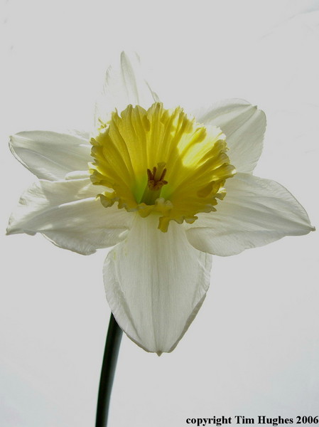 'Dark Daffodil'