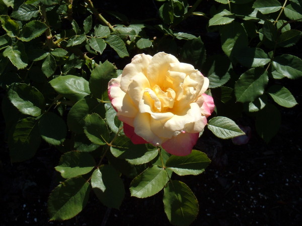 Cheery Rose