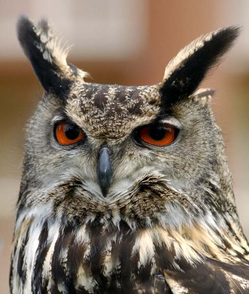 Eagle Owl