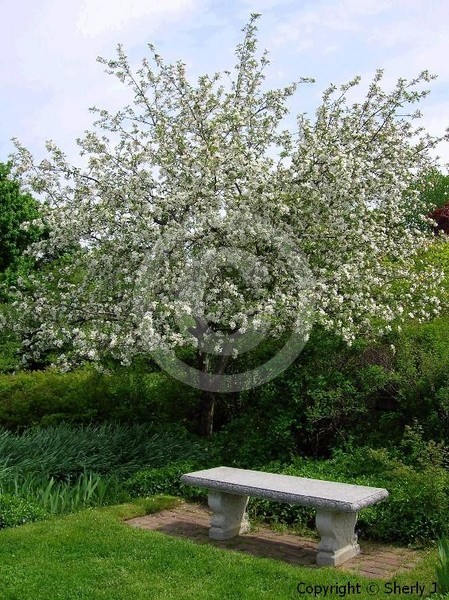 Flowering Tree