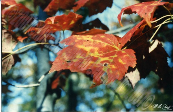 Bright Leaf