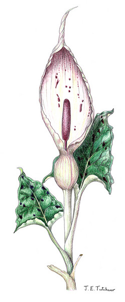 Cuckoo Pint