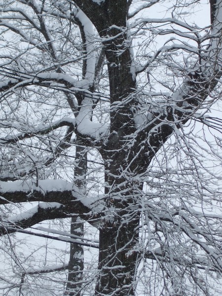 snow filled tree