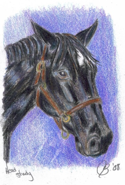 Horse Head Study in color