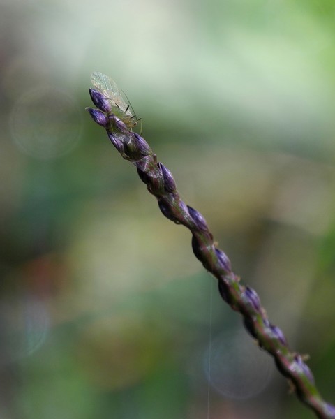 Insect on Grass