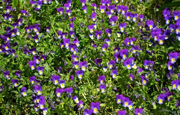  Pansies flower carpet !