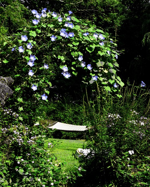 Morning Glories