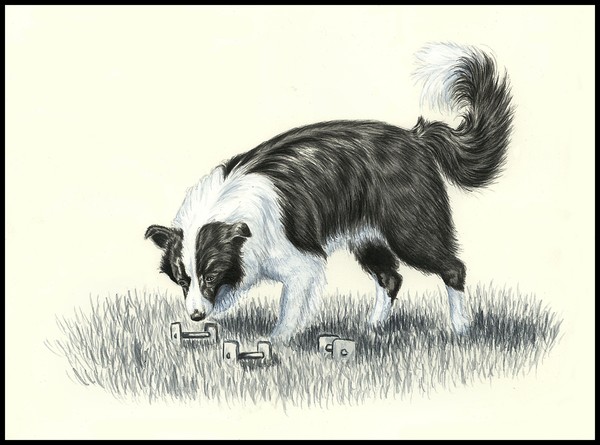 Border Collie Obedience Work