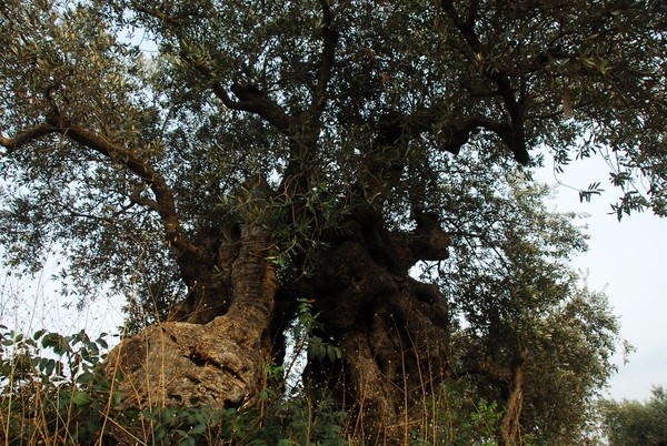 An impressive olive tree in Rama,Israel