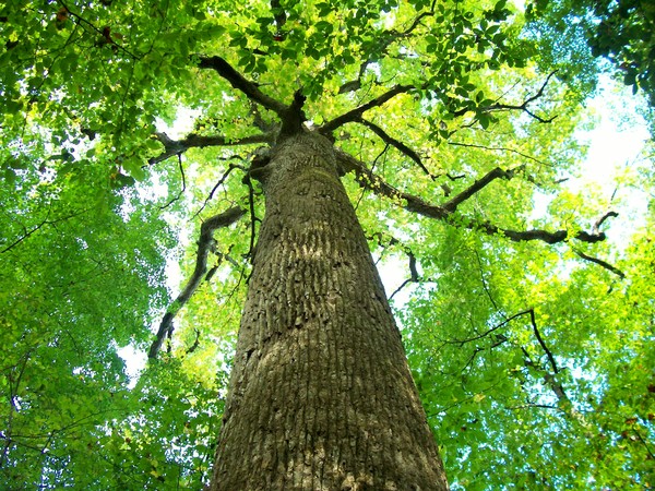  Giant Poplar Trees