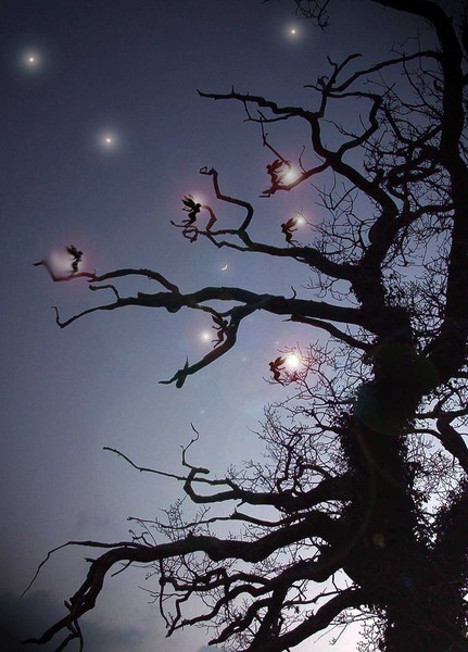 Fairys in trees
