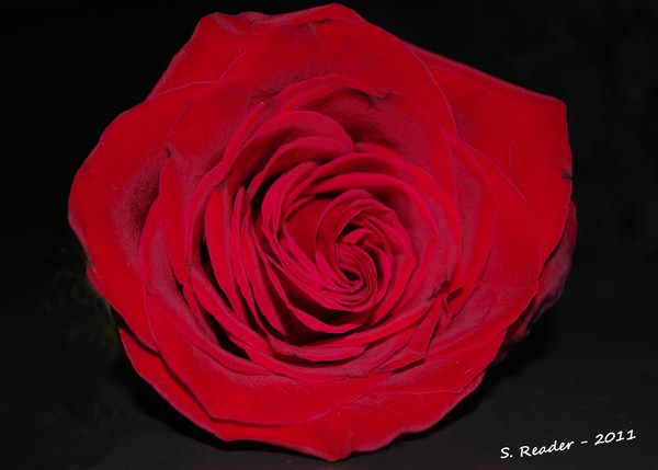 Red Rose