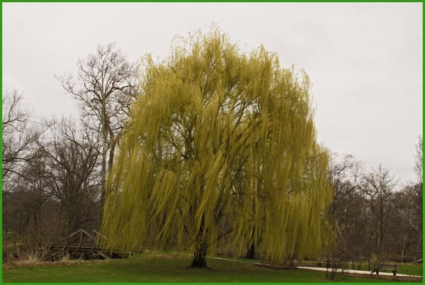 THE GREAT WILLOW