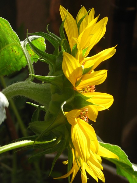sideways.. (yellow sunflorals)2010