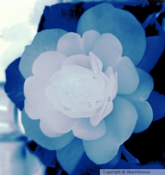 Floral Blue