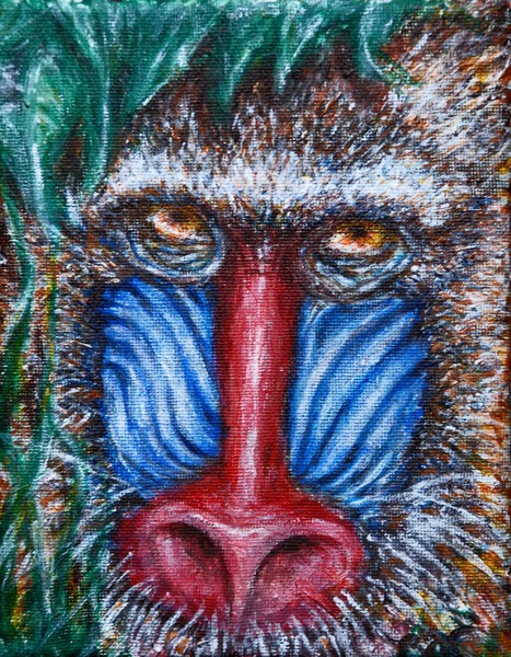 Faces of Africa--Mandrill