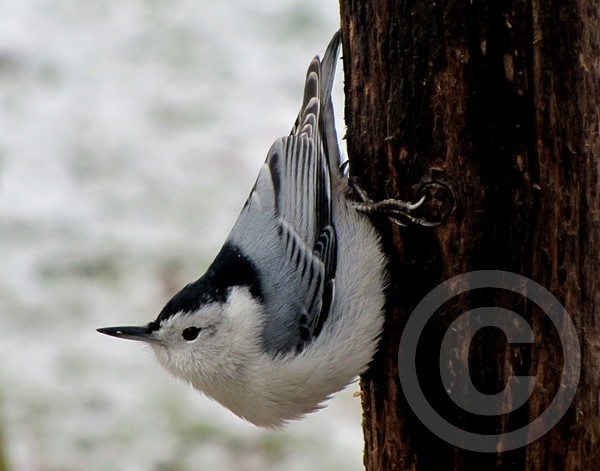 White-breasted nuthatch strikes the pose