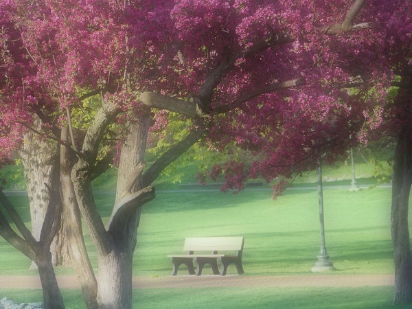 Spring in the Park