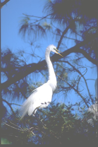 Great White Egret**. ©2009, JOHN SHARP,Sr.