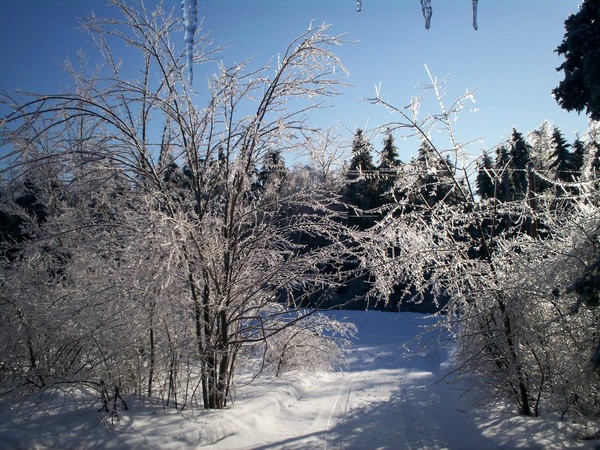 trees in ice