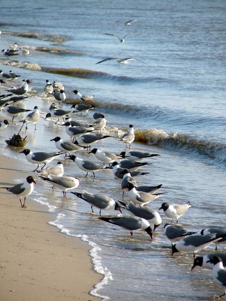 Seagulls on the Beach