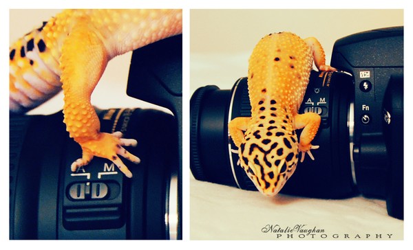 Lizard Photographer