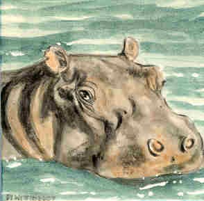 Hippo in the River
