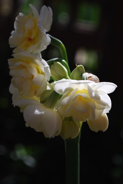 Jonquils from my Potted garden