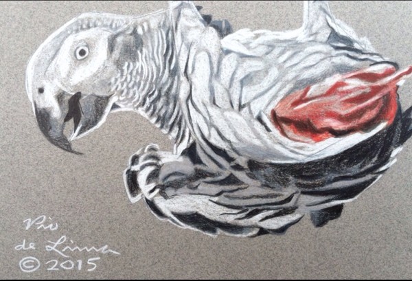 African Grey Parrot (Original Artwork Sold)