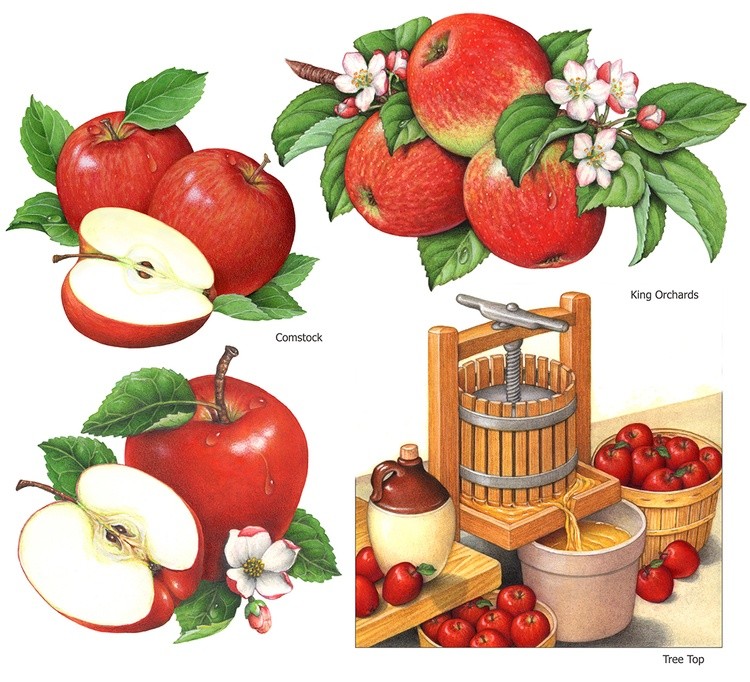 Apples and Cider Press Paintings