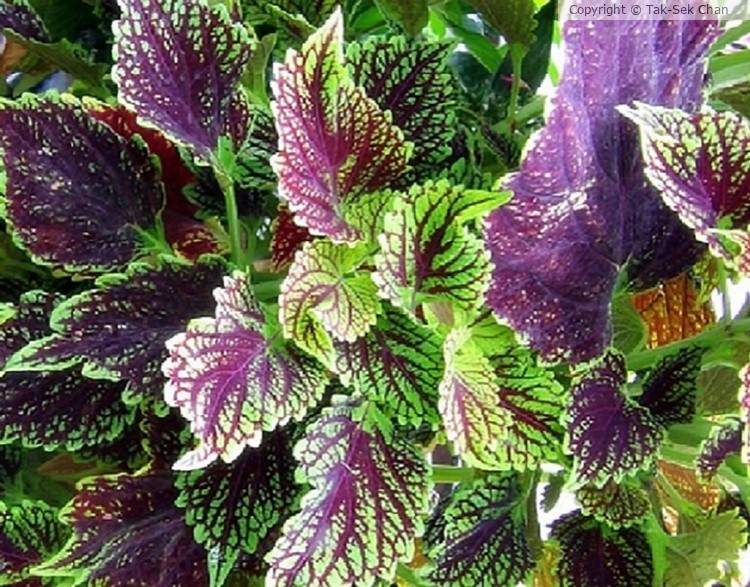 Coleus sp., Russell's, Wayland, MA, 07-02-2023