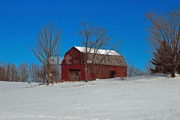 Saratoga Red Barn I