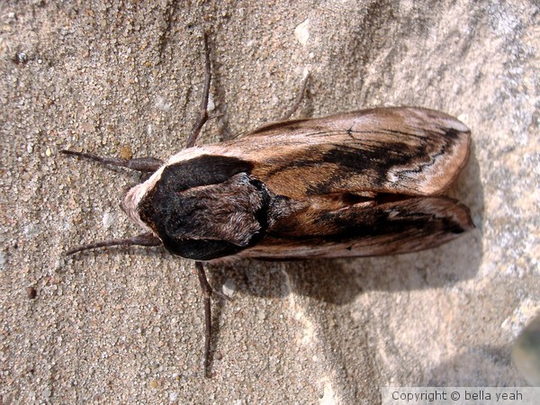 privet hawk moth