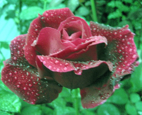 Oregon Rose covered with raindrops