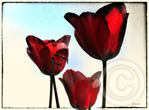 Three Tulips