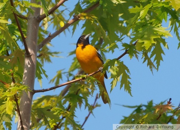 Baltimore Oriole