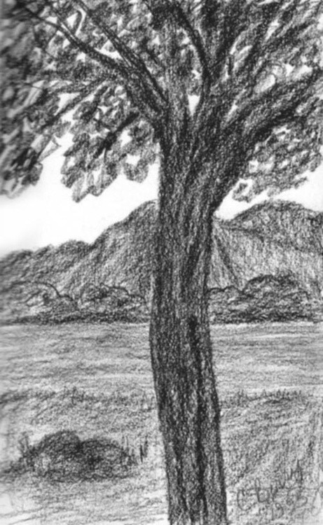 charcoal tree