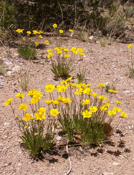 More High Desert Flowers