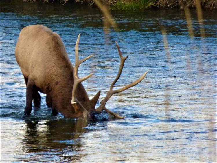 elk head in water practicing to be a moose