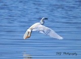 Snowy Egret 