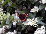 Red Admiral, tattered