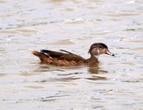 Juvenile Male Wood Duck
